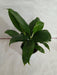 Peace Lily Green Plant (Spathiphyllum) - CGASPL