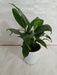 5 Indoor Plant Pack - Green Money Plant, Peace Lily, Spider Plant, Snake Plant, Syngonium Plant - CGASPL