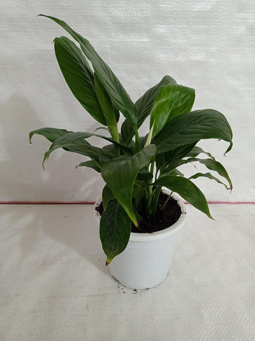 5 Indoor Plant Pack - Green Money Plant, Green Peace Lily, zz Plant, Snake Plant, Syngonium Plant - CGASPL