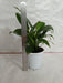 Peace Lily Green Plant (Spathiphyllum) - CGASPL