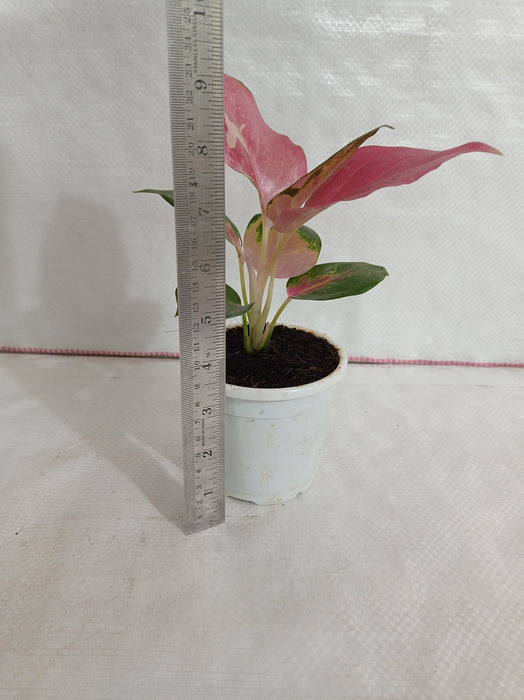 Easy Care and Maintenance - Low-Maintenance Indoor Plant"