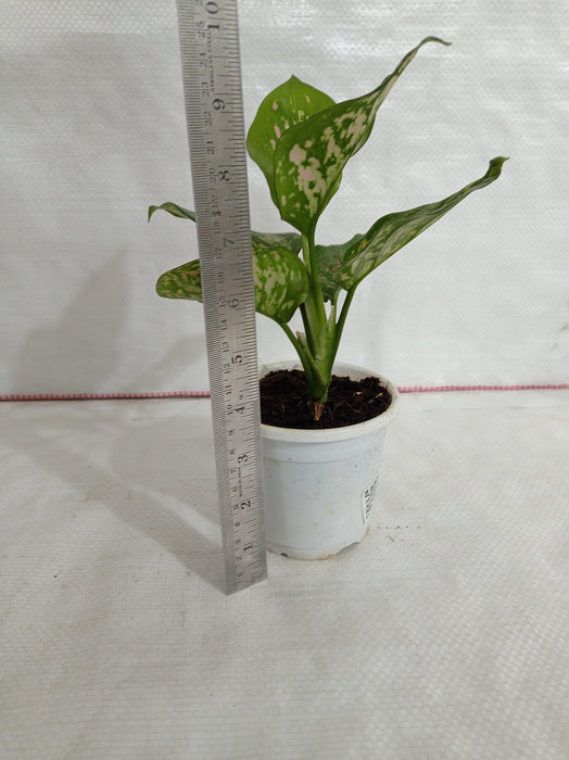 Aglaonema Valentine Improved Plant - CGASPL