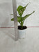 Aglaonema Valentine Improved Plant - CGASPL