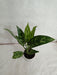Aglaonema Maria Green Plant - Exotic Live Healthy Plant