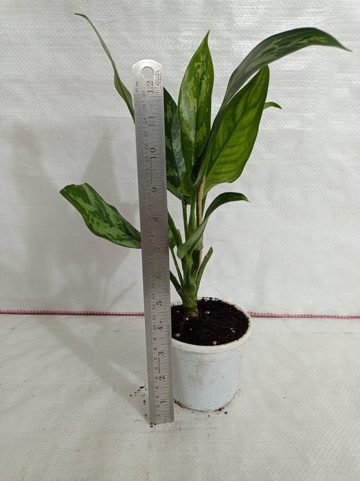 Elegant Indoor Plant - Aglaonema Maria Green