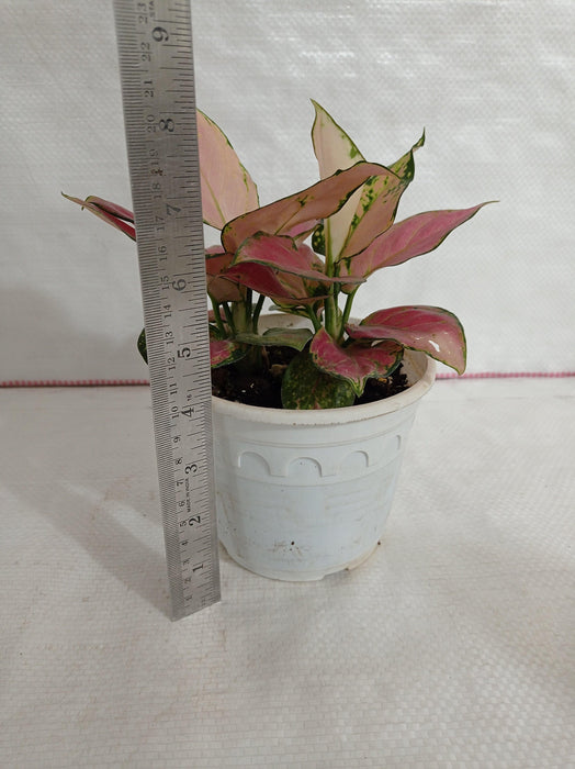 Indoor Air Purifying Plant - Aglaonema Pink