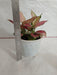 Indoor Air Purifying Plant - Aglaonema Pink