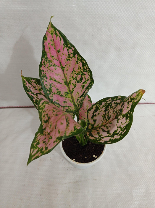 Aglaonema Anjuman Pink Plant - Air-Purifying Benefits