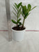 Lush ZZ Plant for Homes  Easy Indoor Zamioculcas