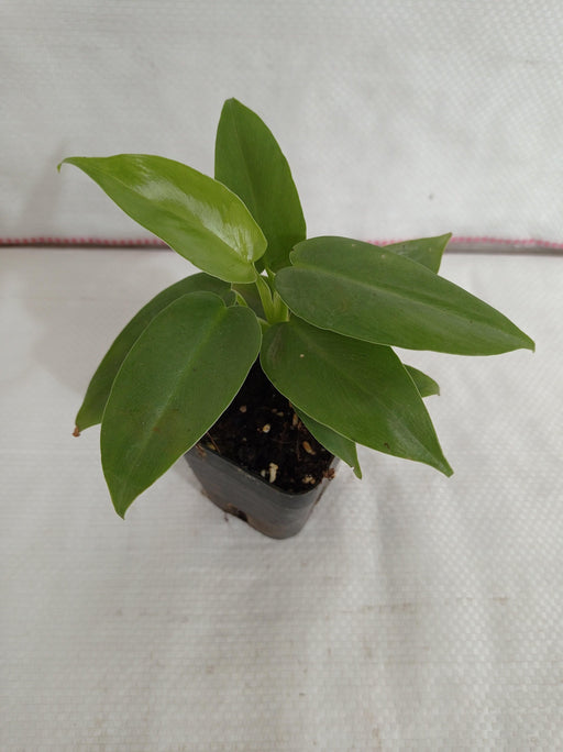 Philodendron Silver Sword Plant - CGASPL
