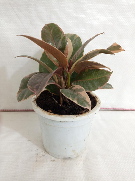 snake plant money plant areca palm 5 Indoor Plant Pack