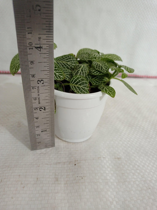 Fittonia Small Starlight Green Plant - CGASPL