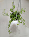 10 cm hanging pot showcasing the delightful Dischidia Small