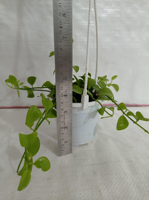 Dischidia Nummularia Green Hanging Plant - CGASPL