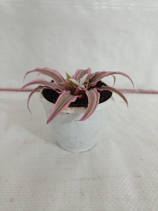 Cryptanthus Bivittatus Pink Color Small Plant - CGASPL