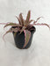 Cryptanthus Bivittatus Pink Color Plant - CGASPL