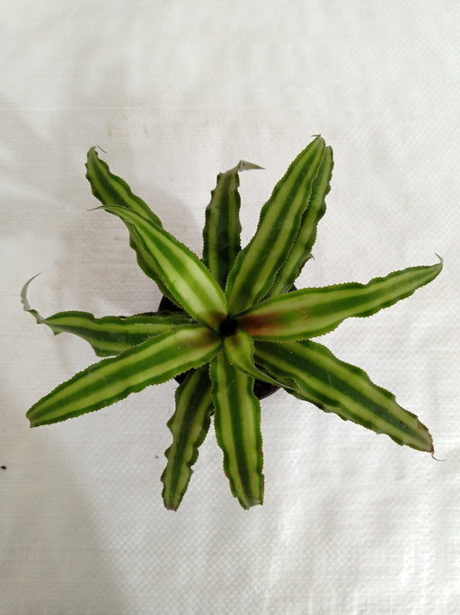 Cryptanthus Bivittatus Green Plant - CGASPL