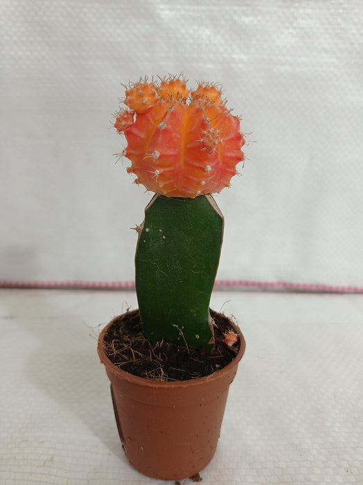 Resilient Indoor Orange Moon Cactus in Natural Pot