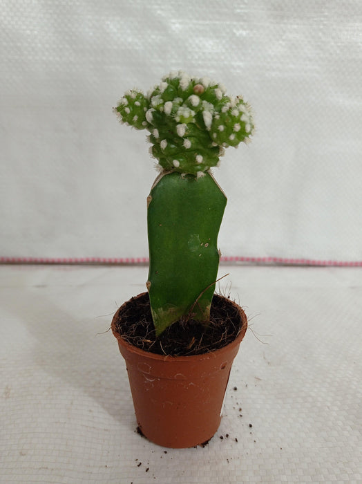 Grafted Green-White Cactus - CGASPL