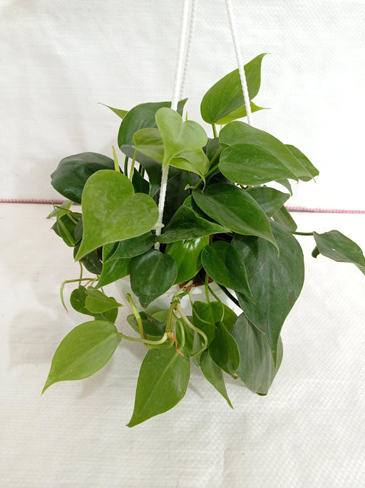 Philodendron Scandens Green Hanging Plant - CGASPL