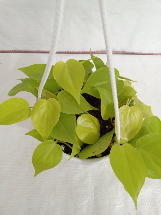 Philodendron Scandens Golden Hanging Plant - CGASPL