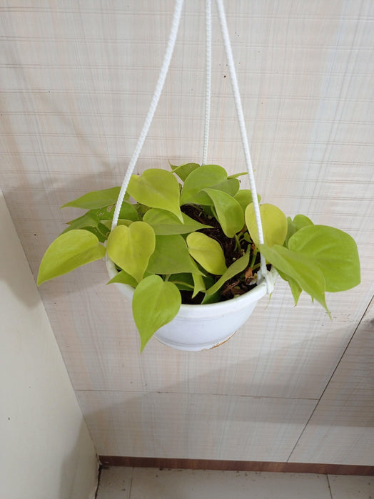 Philodendron Scandens Golden Hanging Plant - CGASPL