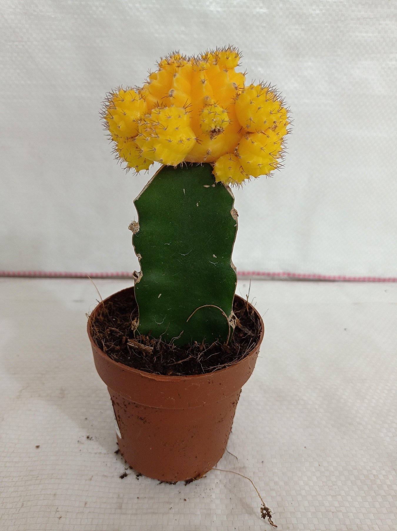 Grafted Cactus