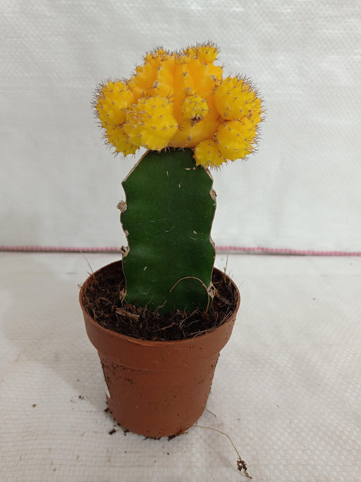 Gymnocalycium Mihanovichii Var.Friedrichii Yellow Moon Cactus - CGASPL