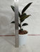 Ficus Elastica Burgundy Color Plant - CGASPL