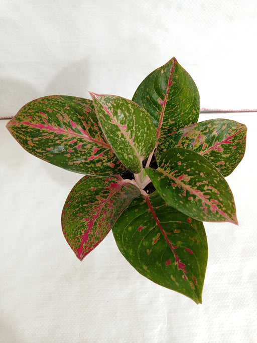 Aglaonema Stardust Plant - Close-up of Pink and Green Leaves