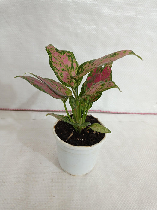 Aglaonema Beauty Plant - Decorative Home Plant