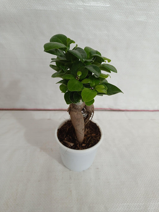 Mature Succulent Plant Ficus Ginseng. A uniquely shaped plant. -   Portugal
