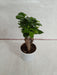 Ficus Ginseng Bonsai Plant - CGASPL
