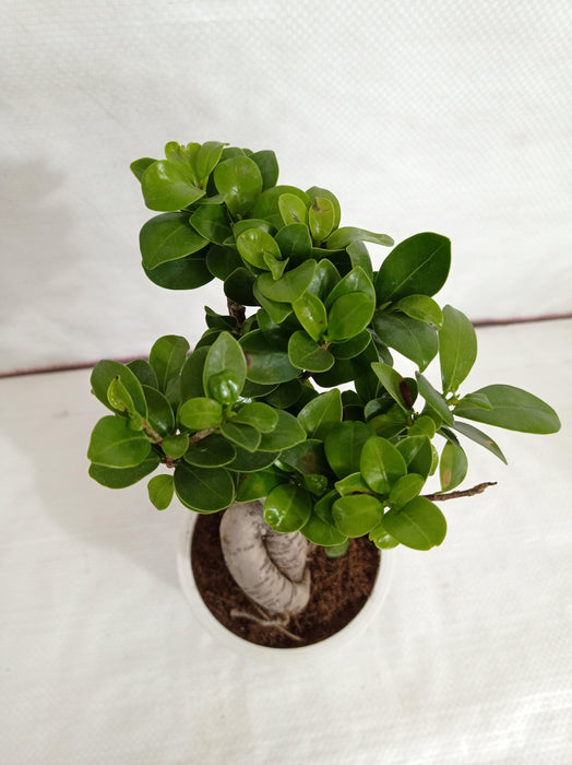 Ficus Ginseng Bonsai Live Plant - CGASPL