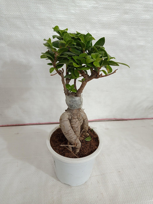 Ficus Ginseng Bonsai Live Plant - CGASPL