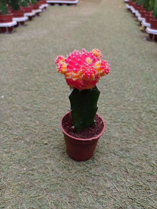 Dual-Tone Moon Cactus Lively Indoor Plant