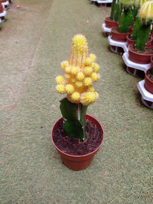 Echinopsis Chamaecereus Lutea Yellow Grafted Cactus - CGASPL
