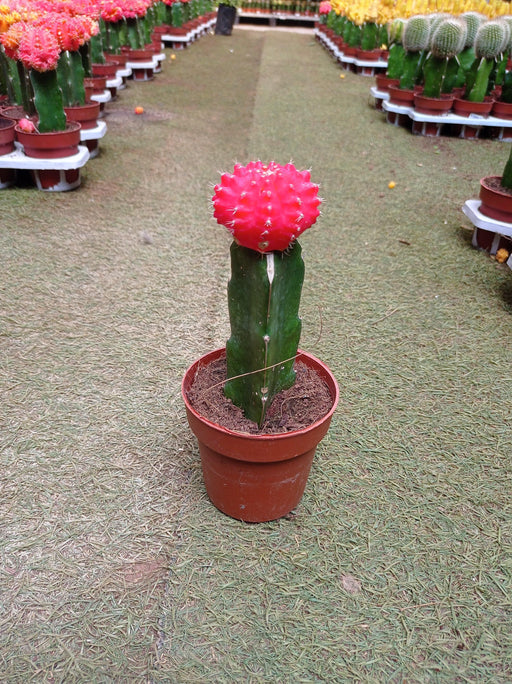Gymnocalycium mihanovichii Var.friedrichii Red Moon Cactus - CGASPL