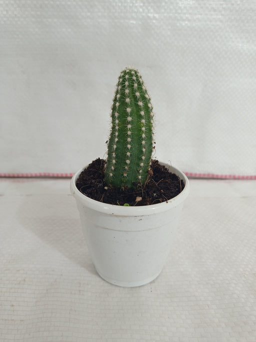 Non-Grafted Cactus - CGASPL