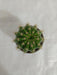Echinopsis Calochlora Non-Grafted Cactus - CGASPL