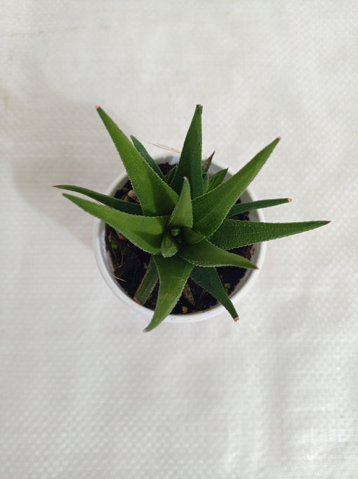 Aloe Black Beauty (Gastrolea Midnight) Succulent Plant - CGASPL