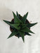 Haworthia Limifolia Fairy Washboard Succulent Plant - CGASPL