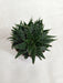 Aloe Vera Pepe (Aloe 'Minnie Belle") Succulent Plant - CGASPL