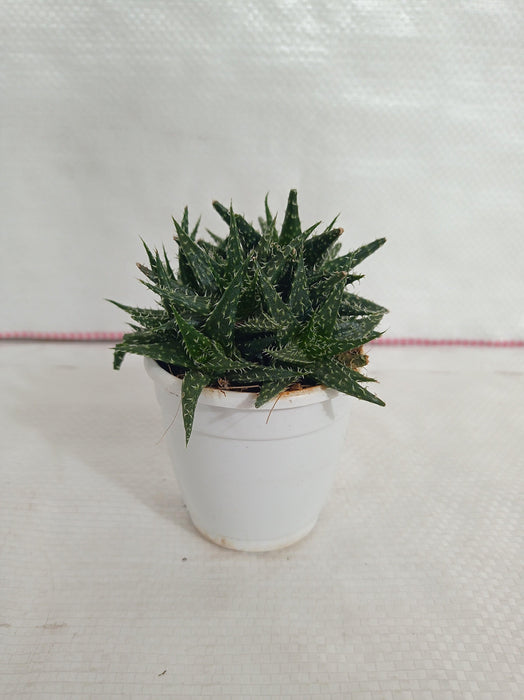 Aloe Vera Pepe (Aloe 'Minnie Belle") Succulent Plant - CGASPL
