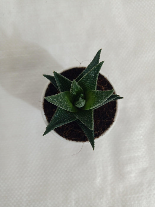 Haworthia limifolia Succulent Plant - CGASPL