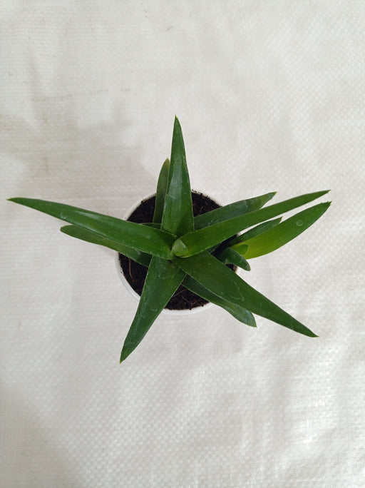 Aloe Black Gem (Alworthia 'Black Gem') Succulent Plant - CGASPL