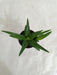 Aloe Black Gem (Alworthia 'Black Gem') Succulent Plant - CGASPL