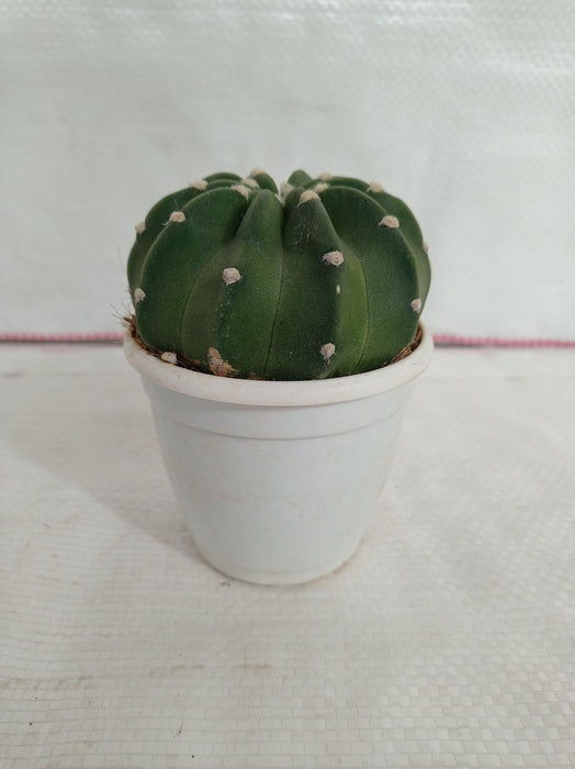 Echinopsis Subdenudata Non-Grafted Cactus - CGASPL