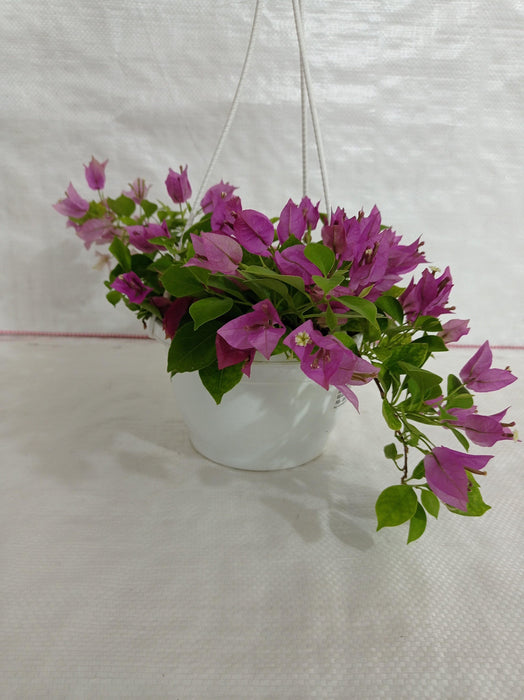 Bougainvillea Green in a 17 cm pot (6 Inch) with a hanging pot
