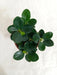 Ficus Island Dwarf Green Color Plant - CGASPL
